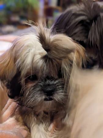 Purebred Shih Tzu Female 5 months