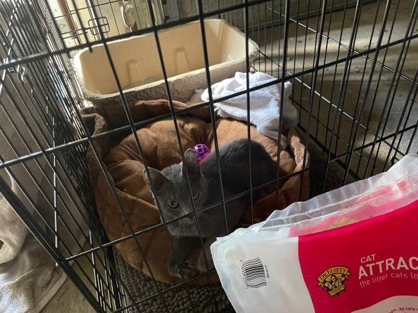 Found 6 month old gray female kitten