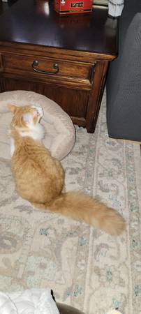 Long Haired Male Kitten