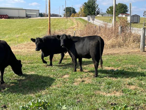 20 Fancy Black Angus Cows