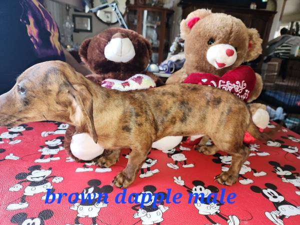 Dachshund valentine puppies