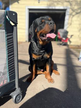 Male Rottweiler