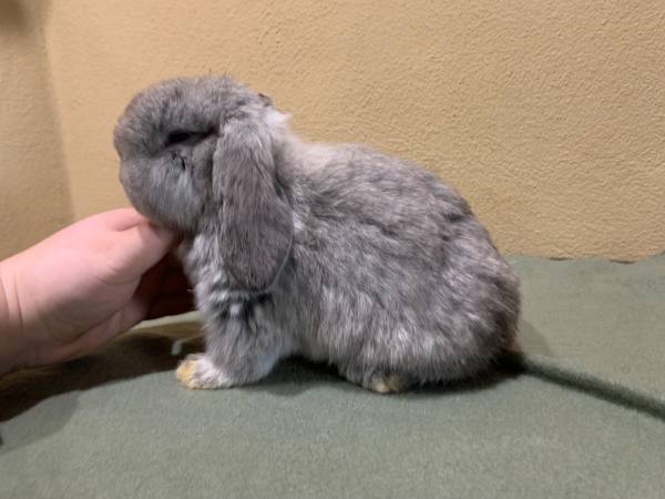 Holland Lop