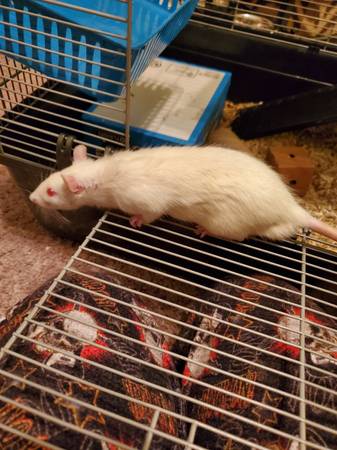 ?? Young White Male Rat