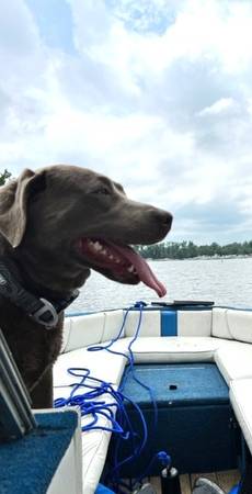 Female Silver Lab