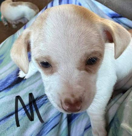 Chihuahua terrrier pups