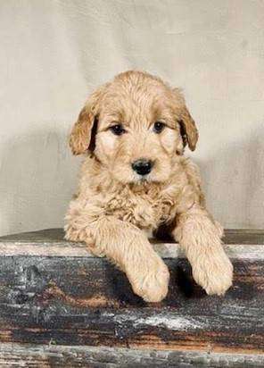 GOLDENDOODLES- NINE FIFTY TO REHOME