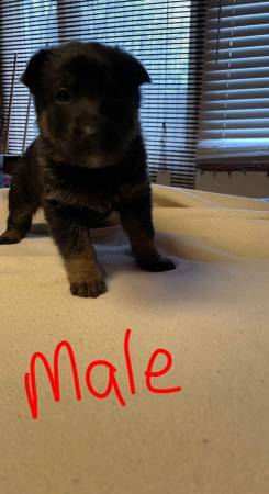 AKC Registered German Shepard Pups