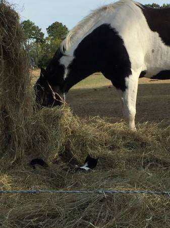 Registered Missouri Foxtrotter