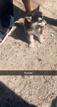 Siberian husky puppies