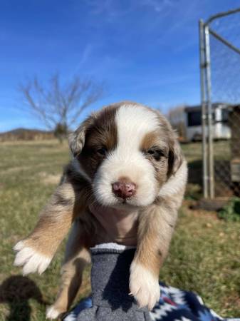 Australian Shepherd Puppies