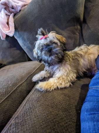 Purebred Shih Tzu Female 5 months