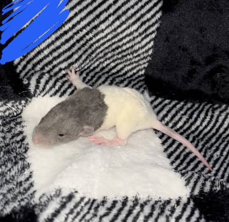 Baby curly hair rats