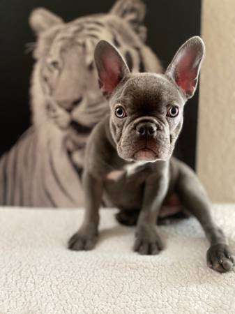 Blue frenchie akc