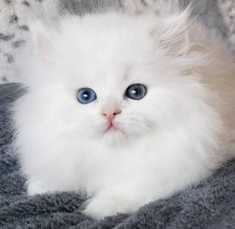 Doll-face Persian kittens