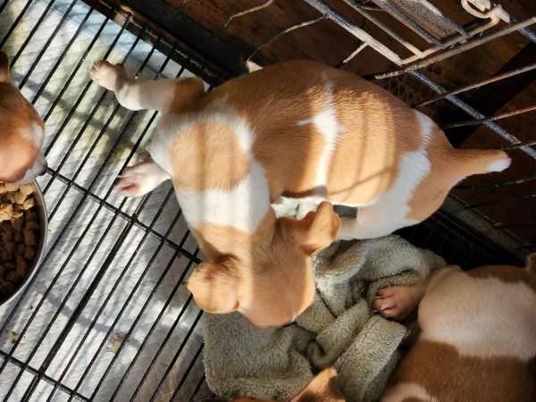 Rat Terrier Puppies