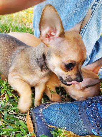 Loving Chihuahua puppies seeking forever home!