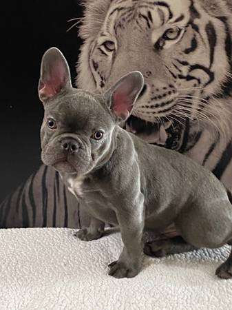 Blue frenchie akc