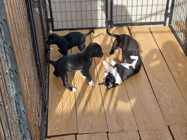 Belgian Malionois/ Pit Puppies