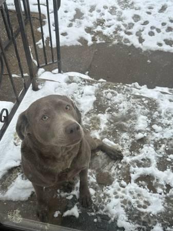 Female Silver Lab