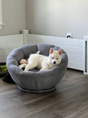 Pomsky F2b