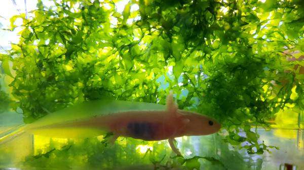 Leucistic Axolotl Juveniles