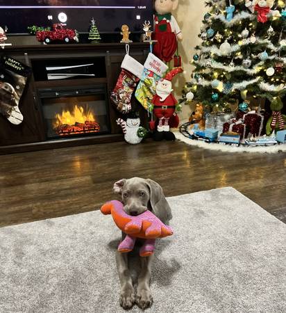 Full Blooded Male Weimaraner Pup