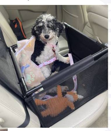 Female Mini Poodle 2 Yrs old