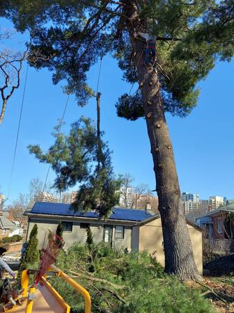 TREE SERVICE,TREE TRIMMING TREE REMOVAL ROANOKEVA