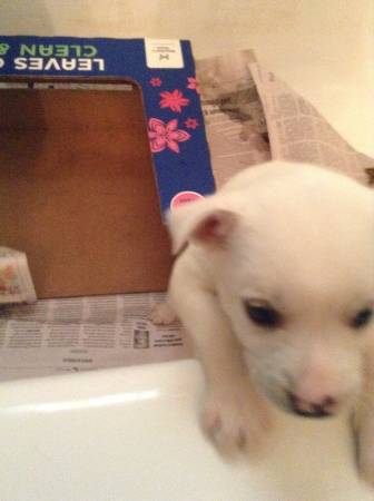 Girl Siberian Husky puppy 5 weeks old Great for Valentines Day