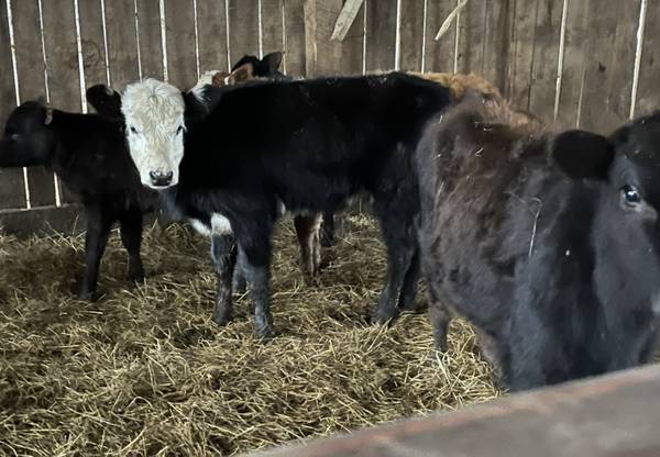 Weaned beef calfs