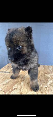 *** AKC, German, shepherds***