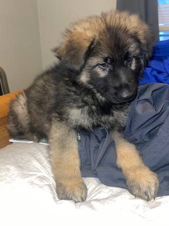 Male German shepherd