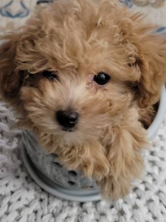 Toy poodle stud