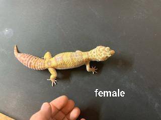 Geckos and skink needing new homes