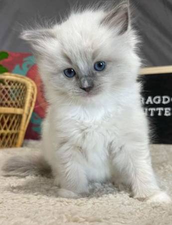 Ragdoll kittens with blue eyes,