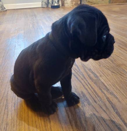 Cane Corso puppies