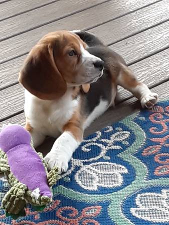 Beagle to good home free