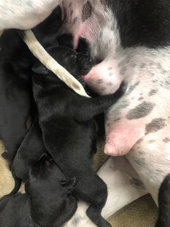 Great Danes puppies AKC