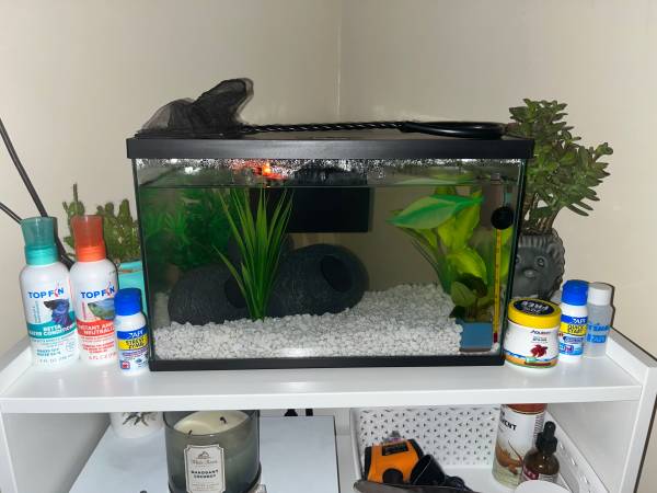 Betta Starter Kit