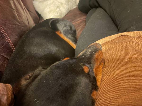 Rehoming 6 month old female Doberman