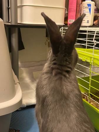 Free large male rabbit