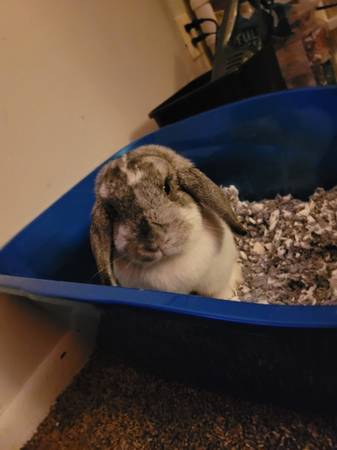 FREE Lop eared bunny.