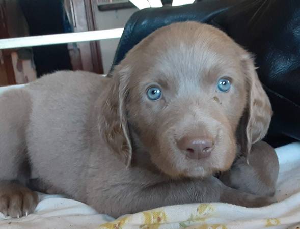 Weimaraner puppies ready now