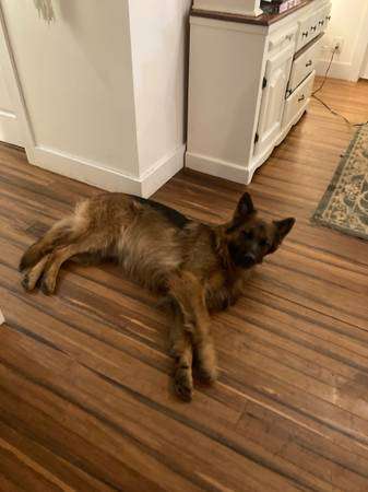 AKC registered German Shepherd Puppies