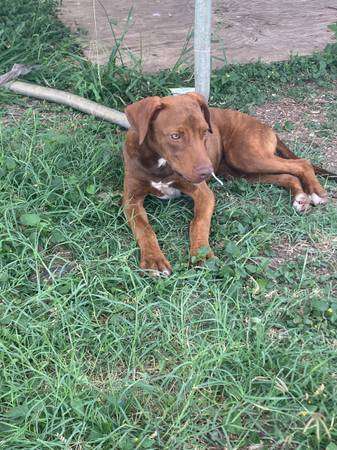 Doberman Pitbull puppy