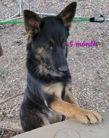 German shepherd