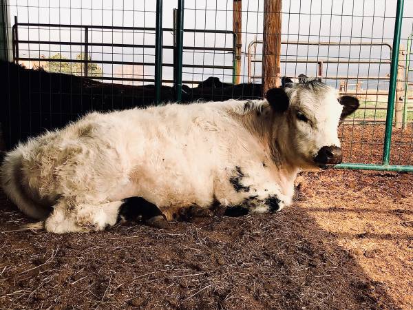 Scottish Highland Cross bred to silver mini Scottish Highland