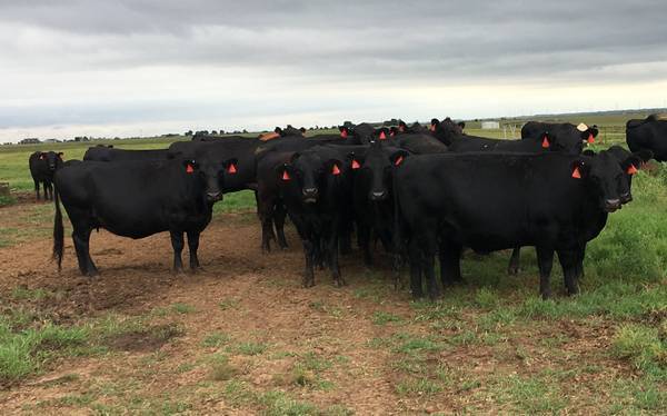 30 Pregnant Angus Cows