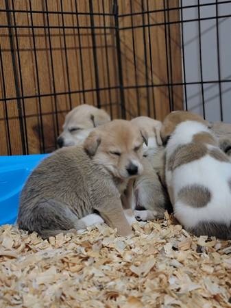 Golden Retriever Mix Puppies